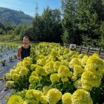 Hortenzia metlinatá (Hydrangea paniculata) ´PASTEL GREEN´® - výška 30-50 cm, kont. C3L